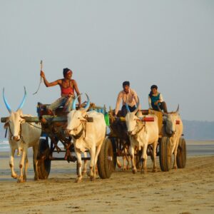Bullock carts on Ganpatipule beach Maharastra